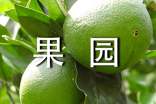 【實用】果園作文300字25篇
