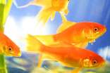 觀察日記300字金魚