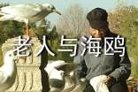 《老人與海鷗》讀后感550字