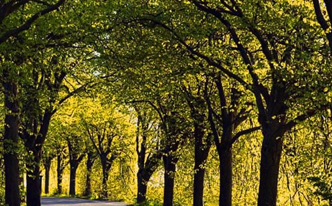 走在林蔭道的畢業留言