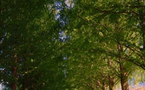 林蔭道上的笑聲小學作文400字