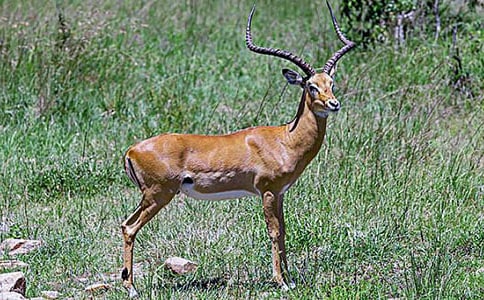 ����ľ��Č�(5ƪ)