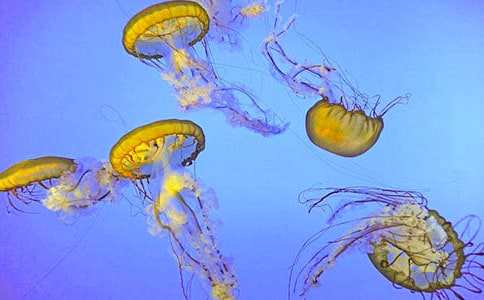 【必備】水母作文300字三篇