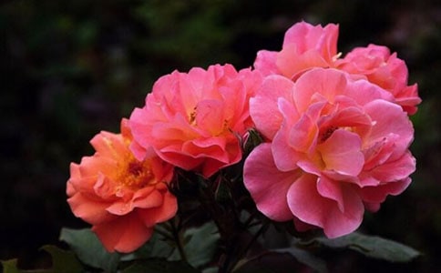 �����¼�������������