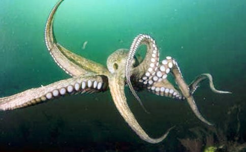 關于周禮《沙漠章魚千歲蘭》初中說明文閱讀題及答案