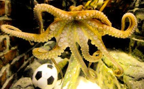 韓國辣炒章魚的做法大全