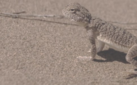 經典勵志故事《蜥蜴的痛與樂》