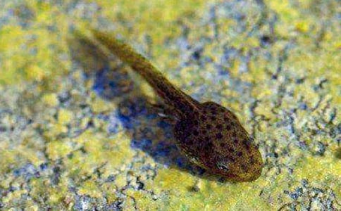 �^��С������ģ����x25ƪ��