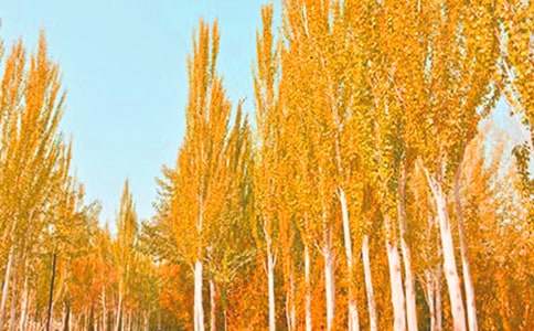 �P���茑�ח������