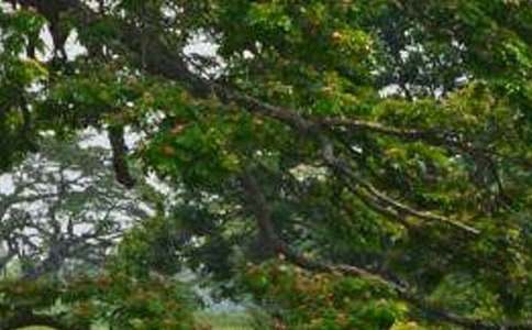 ��ϲ�g�ח������600��