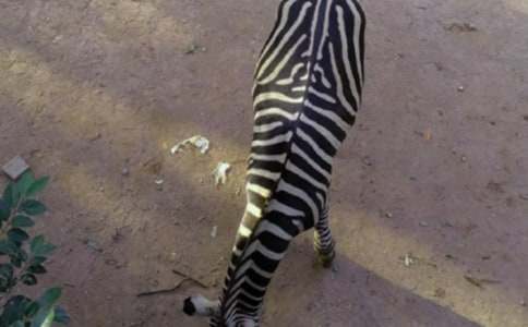 �Y׌���R�����꼉����