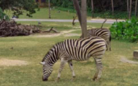 �ɐ۵�С���R����