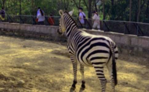 ���P���R��������