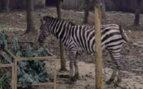 ��С���R�N�}�����}�����ģ����x22ƪ��