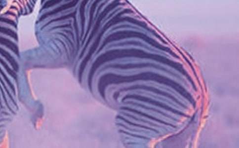 斑馬線的悄悄話作文