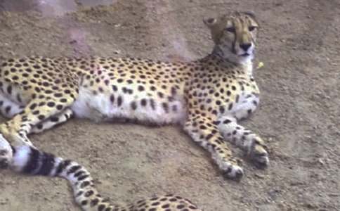 С�W�����ģ�����