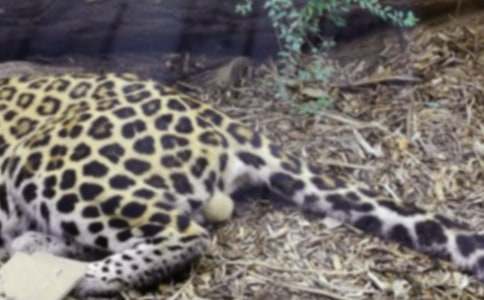 豹子小學生作文