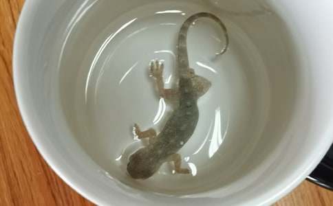 ɵ؈�c�ڻ����꼉С�W������