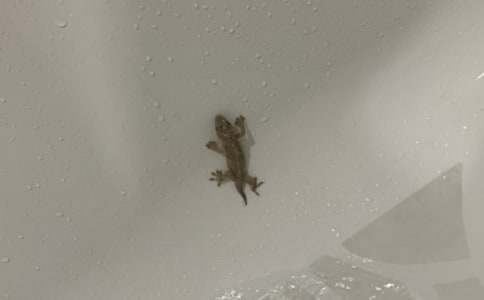 由壁虎引出的發現作文