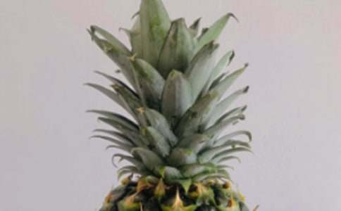 菠蘿作文600字八篇