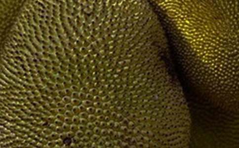 菠蘿蜜樹作文(通用5篇)