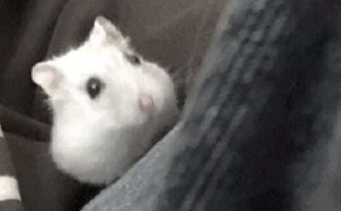 ��ϲ�۵Ă}������