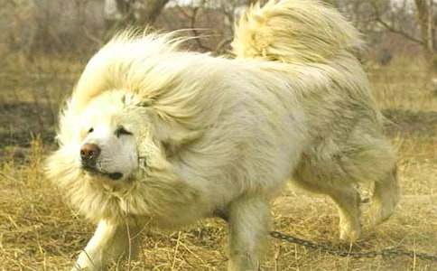 關于藏獒作文300字3篇