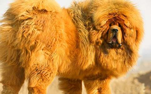 ���ṷ-���꼉-ӛ����