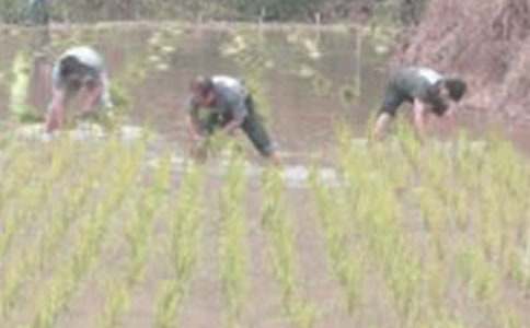 插秧作文400字(精選44篇)