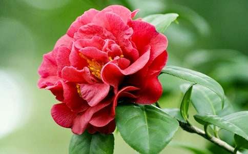 我喜歡茶花初三作文