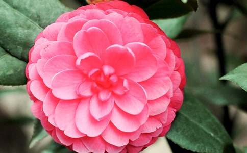 山茶花作文200字