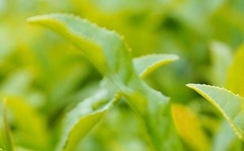 觀察茶葉作文(通用25篇)