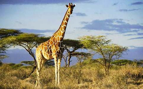 С�����L�i¹����500��