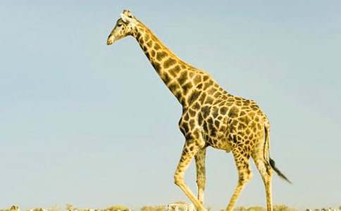 童話故事長頸鹿作文(精選26篇)