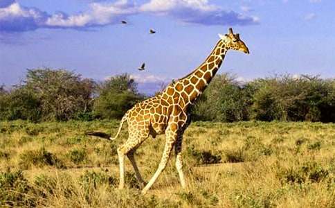 �L�i¹��������