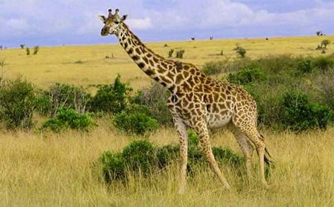 經典童話故事劇本:長頸鹿和山羊