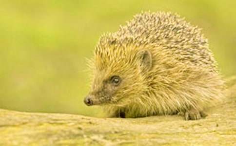 �Ǻʹ������