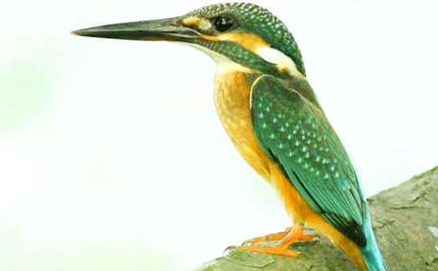 ���_�n�����B���̌W�OӋ��ͨ��11ƪ��