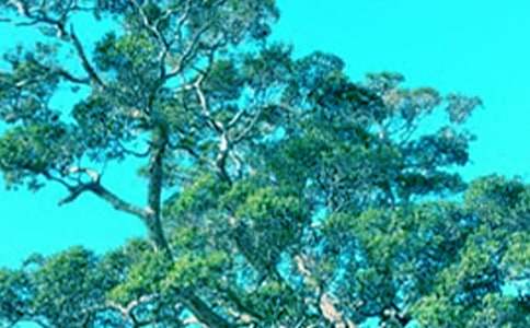 美麗的大樹作文