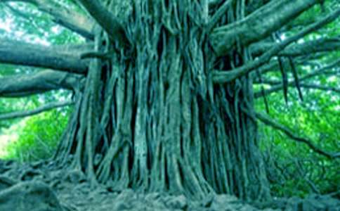 ���������ķ���