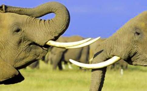 小猴小熊大象童話故事(通用15個)