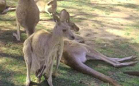 袋鼠作文600字10篇