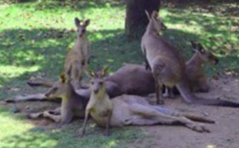 �L�����С��������