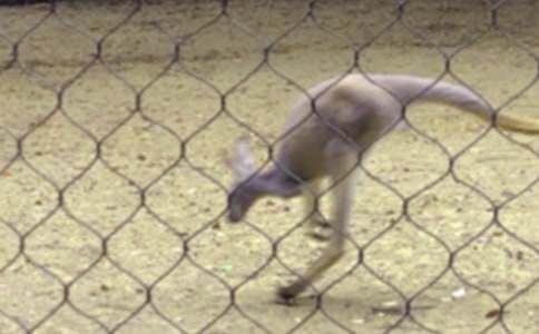 袋鼠的作文500字(通用34篇)