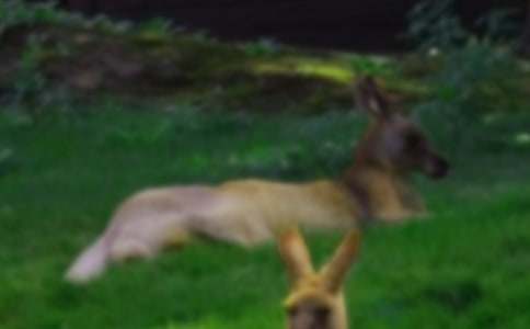 袋鼠媽媽的小木屋作文800字