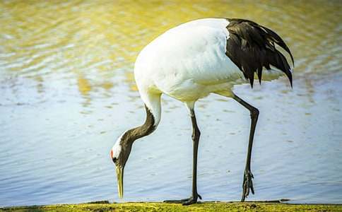 ��ʾ����Q�����~�Z