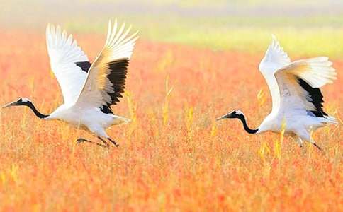 丹頂鶴在這里起飛作文400字