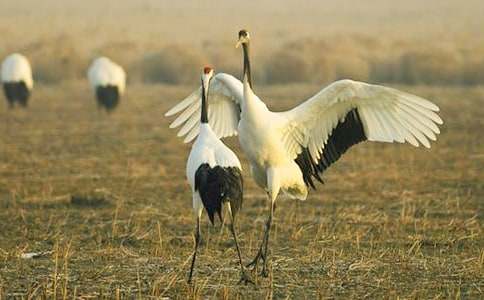 �����ĵ���Q�̰�