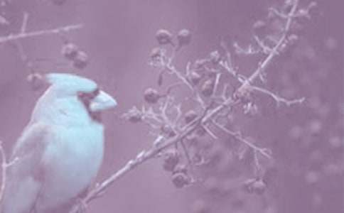 動植物的觀察作文