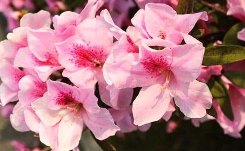 �p���N��֮��С�W������600��